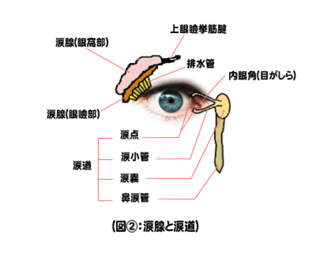 涙腺