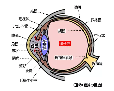 硝子体