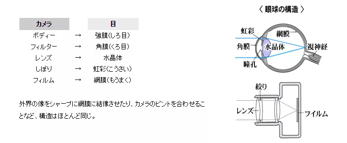 眼とカメラの構造比較