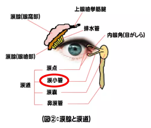 涙小管