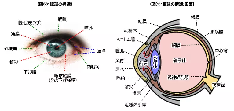 眼の構造
